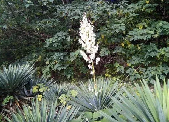 植物百科|龙蛇掌会开花吗 开花是什么兆头