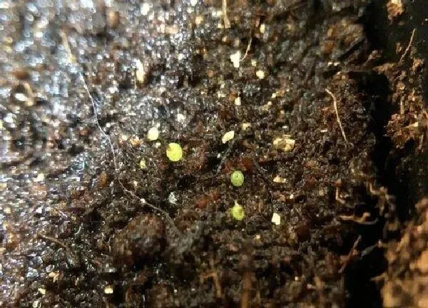 植物移栽|肉锥灯泡上盆时间与养护方法
