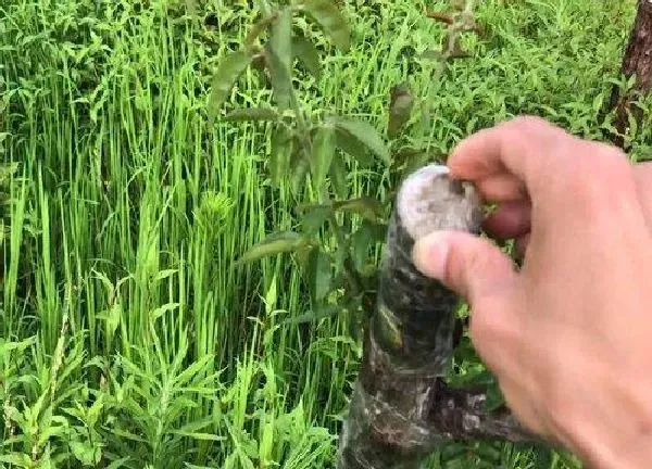 植物扦插|木香花几月份扦插最好