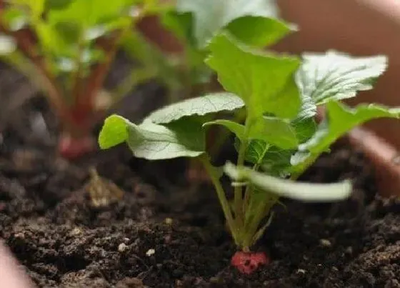 种植方法|冰糖水果萝卜的种植方法和时间 几月份种好