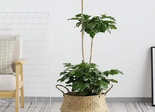 盆景|幸福树用多大的盆合适