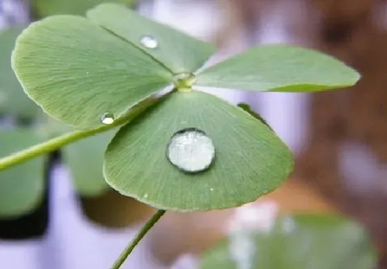 植物寓意|四叶草的寓意和象征风水 代表什么意思