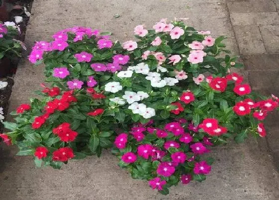 植物泡水|长春花可以泡水喝吗