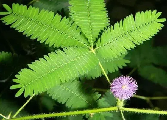 植物百科|跟含羞草很像的植物