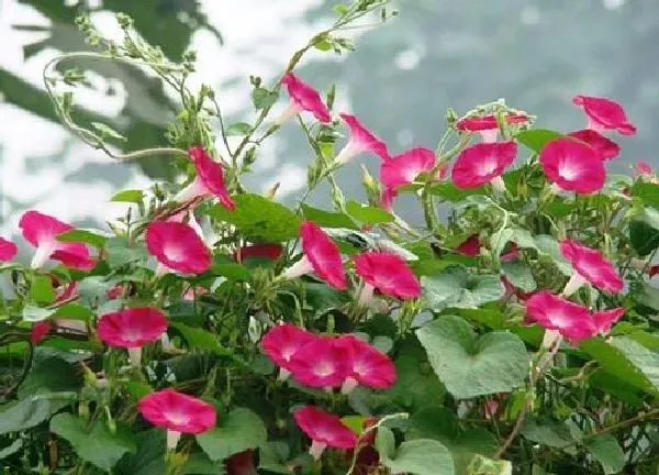 植物浇水|喇叭花多久浇一次水