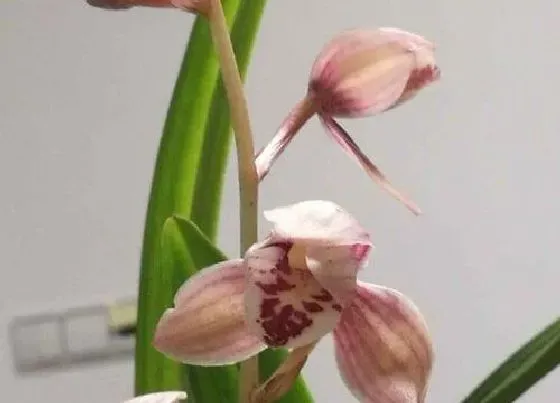 开花时间|东方红荷什么时候开花