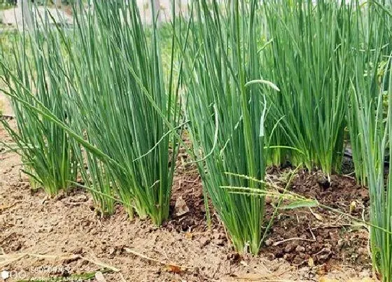 种植管理|葱是的几月份种植合适