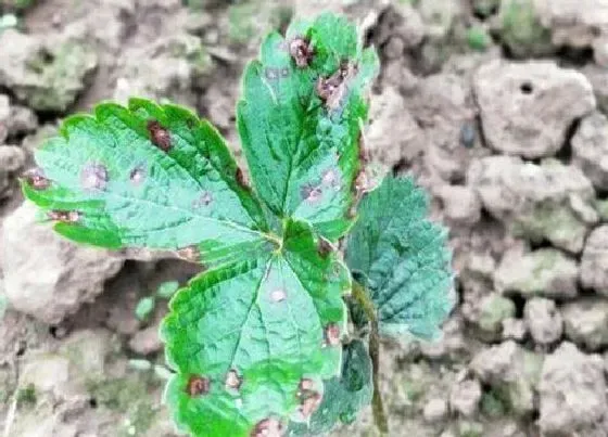 植物病害|草莓炭疽病的发病原因及治疗方法