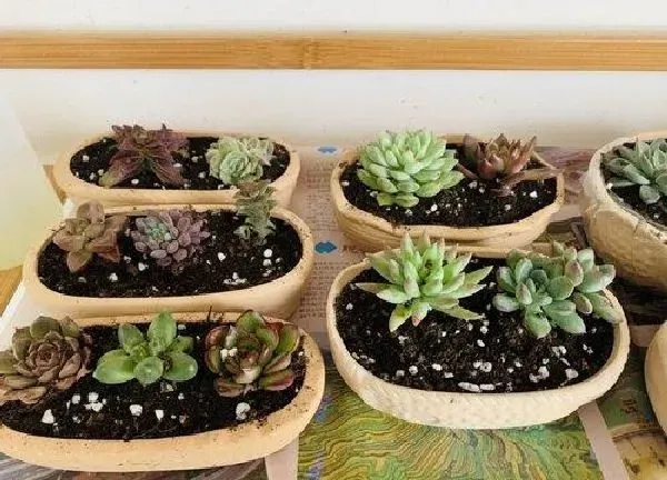 植物移栽|多肉什么时候换盆好