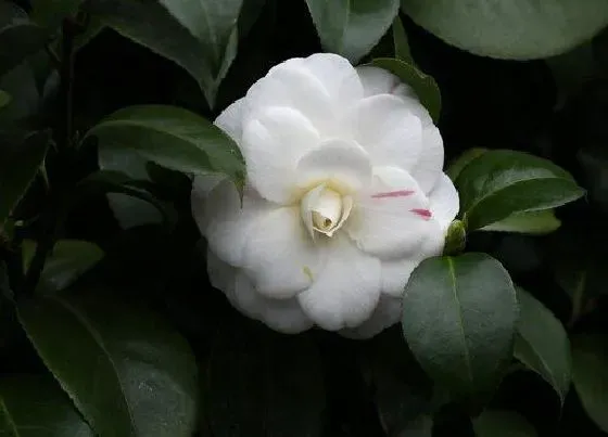 花语|白茶花的花语和寓意