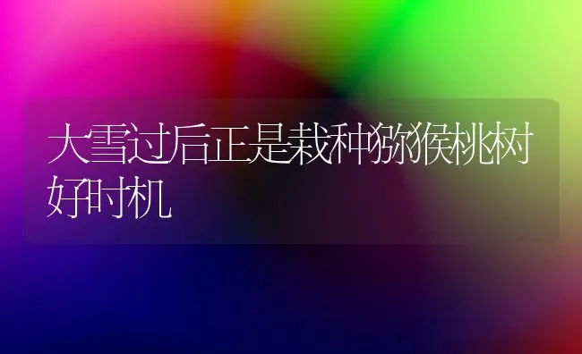大雪过后正是栽种猕猴桃树好时机 | 瓜果种植