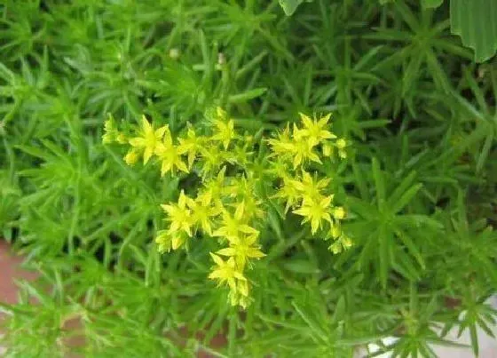 植物百科|垂盆草开花吗 开花长的什么样子