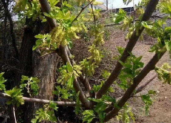 植物种类|桑树是什么树 长什么样子（图）