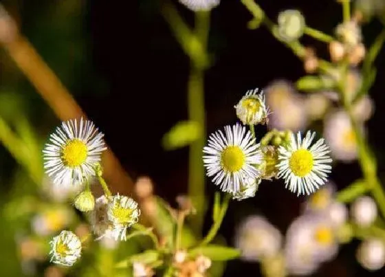 花语|代表暗恋与守护的花 象征暗恋的花都有哪些