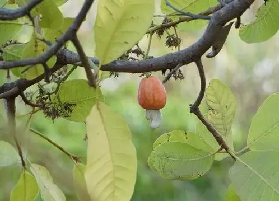 植物百科|腰果生长在什么地方