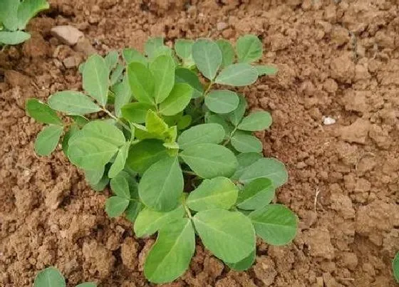 植物育苗|花生几天出苗 播种后多长时间出苗