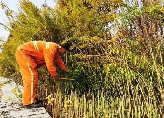 花之最|加拿大一枝黄花到底是什么植物 怎么流入的，危害有多大