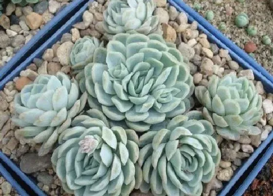 芽部|冰梅爆侧芽怎么处理