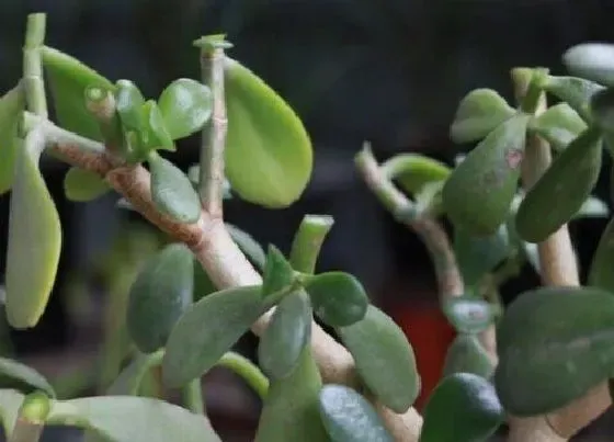 植物修剪|玉树怎么修剪好看，修剪时间与方法）