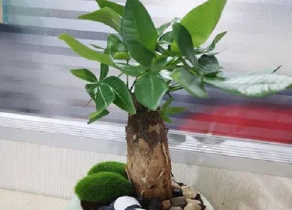 植物浇水|发财树多久浇一次水比较好