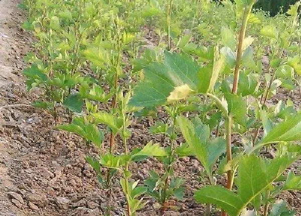 植物移栽|山楂树冬天能移栽吗 几月份移栽能活