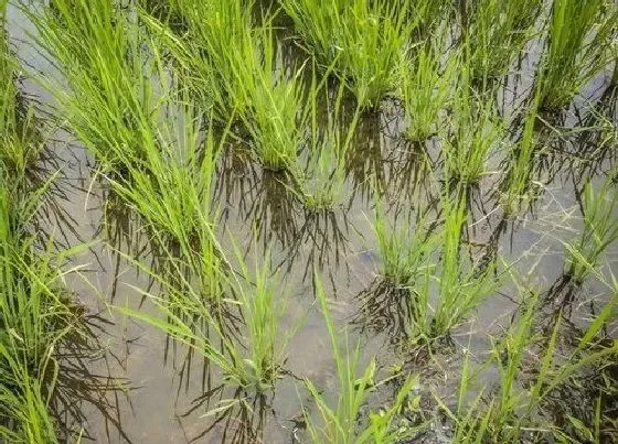 植物播种|早稻什么时候播种最合适