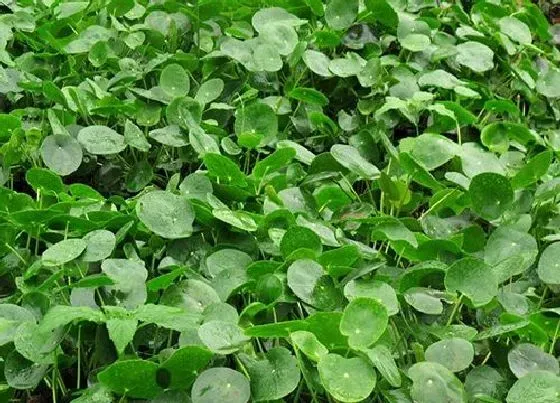 植物种类|薄荷和吸毒草是一种植物吗