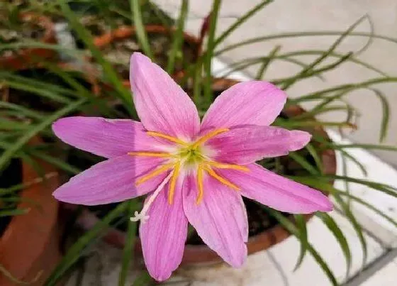 不开花|风雨兰不开花是什么原因