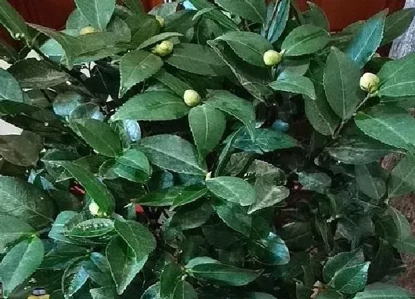养殖方法|茶花有花苞好久就是不开花怎么办（好大的花苞开不了花）