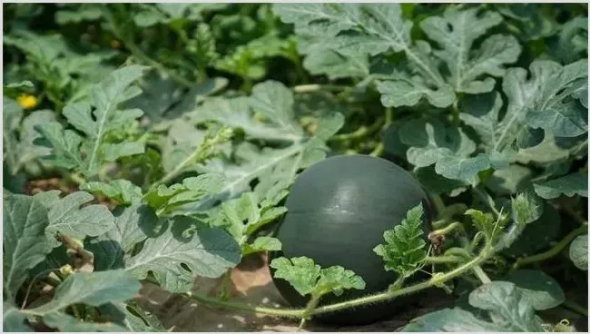 西瓜新品种 | 种植技术