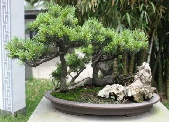 摆放风水|家里养松树盆景风水好吗