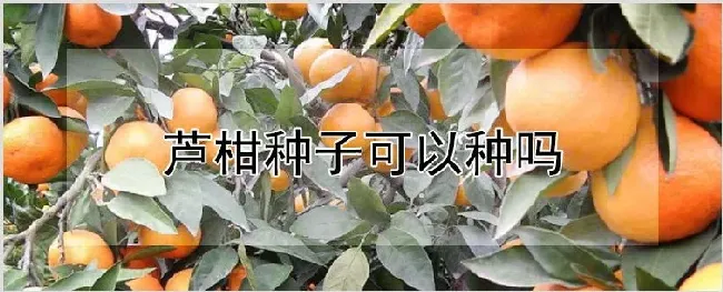 芦柑种子可以种吗 | 种植技术