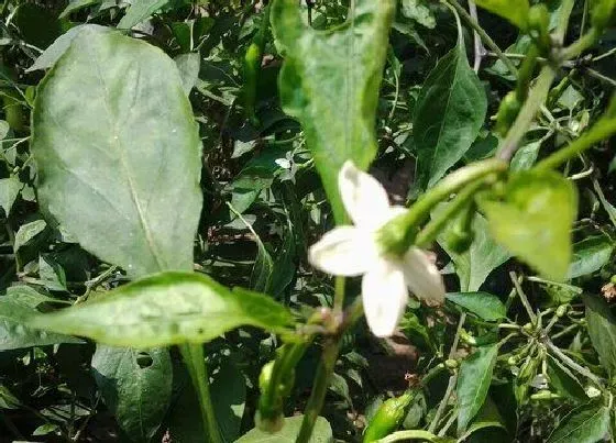 植物百科|辣椒会开花吗 属于开花植物