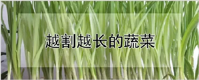 越割越长的蔬菜 | 农业科普