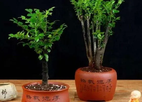 植物百科|檀香树有什么作用