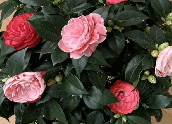 植物浇水|茶花开花时能浇水吗