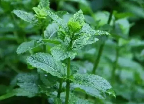 植物浇水|薄荷浇水时间和正确方法