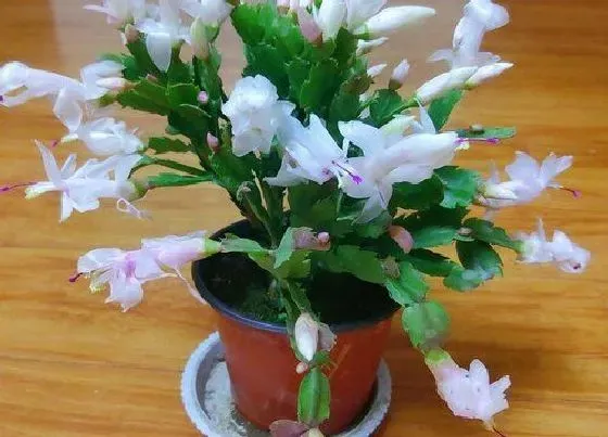 植物百科|开白色花的植物有哪些（常见开白色花的植物图片及名称）