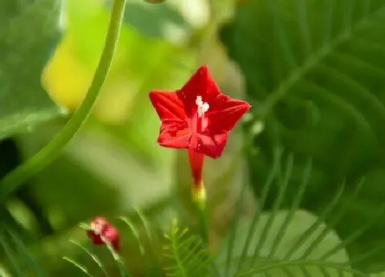 植物播种|五星花什么时候播种最合适