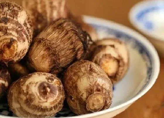 果实之最|什么品种的芋头最糯好吃 哪个品种芋头口感好