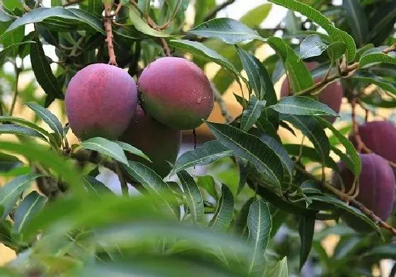 果实科普|芒果几月开花结果 什么时候开花结果