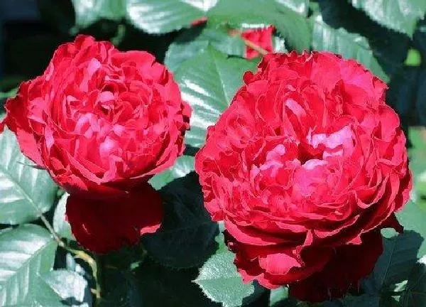 养殖方法|茶花有花苞好久就是不开花怎么办（好大的花苞开不了花）