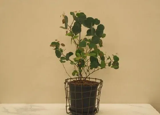 冬天植物|桉树耐寒吗