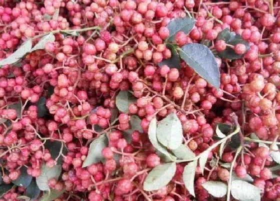 果实保存|干花椒可以冷冻保存吗 放冰箱冷藏还是冷冻好