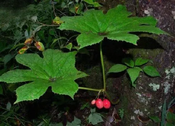 植物毒性|八角莲有毒吗 可以放在室内养吗