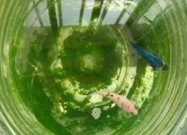植物浇水|鱼缸里水可以浇花吗