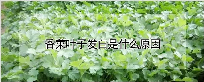 香菜叶子发白是什么原因 | 养殖技术