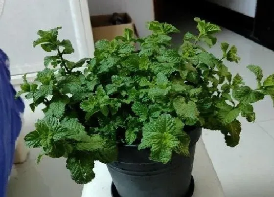 植物百科|薄荷是几年生植物