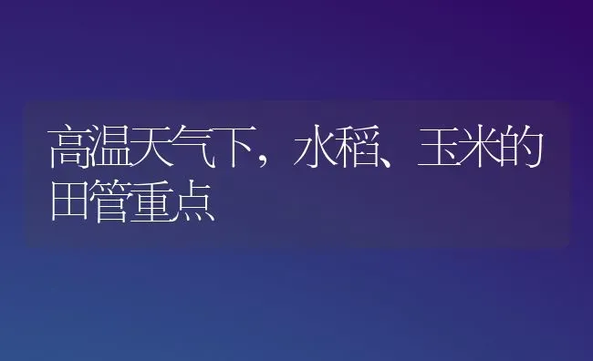 高温天气下，水稻、玉米的田管重点 | 粮油作物种植