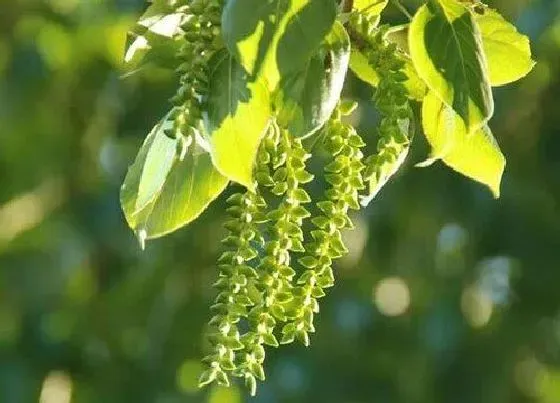 种植管理|杨树苗几月份种植合适